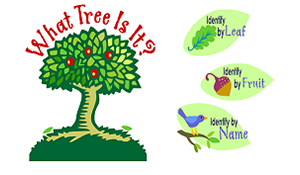 What Tree Is That? website logo