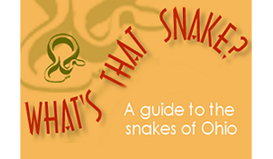 What's That Snake? website graphic